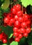 Red currant