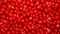 Red currant background.