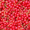 Red currant background