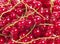 Red currant background