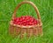 Red currant basket