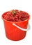 Red Currant basket isolated