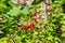 Red currant berries on a background of greens and stacks of wood