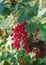 Red currant berries on a branch