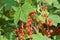 Red currant berries on the branch