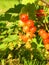 Red currant berries on a branch of a bush