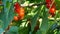 Red currant berries on a branch of a bush in a green garden in summer.