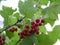 Red currant berries on a branch among green leaves on a sunny summer day. Harvest of vitamin-containing berries in