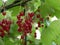 Red currant berries on a branch among green leaves on a sunny summer day. Harvest of vitamin-containing berries in
