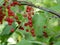 Red currant berries on a branch among green leaves on a sunny summer day. Harvest of vitamin-containing berries in