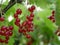 Red currant berries on a branch among green leaves on a sunny summer day. Harvest of vitamin-containing berries in