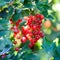 Red currant berries closeup on sunny outdoor back