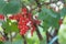 Red currant berries hang on a branch. Red berries. Sour little