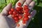 Red currant berries lie in the palm of your hand. Small sour ripe berries