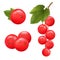 Red currant berries. Realistic vector illustration of currant branch with green leaves