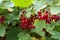 Red currant berries ripen on bush