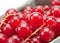 Red currant berry