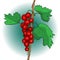 Red currant berry