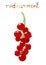Red Currant Berry
