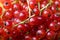 Red currant berry colorful fruit background