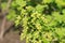 Red currant in bloom