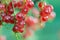 Red currant on a branch in the garden with beautiful bokeh