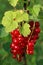 Red currant bunch