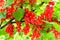 Red currant bush