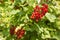 Red currant, bush. Home cultivation