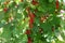 Red currant bushes with ripe fruit