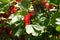 Red currant bushes with ripe fruit