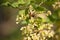 Red Currant bushes. Spring flowers.