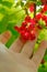 Red currant in a female hand in the rays of the sun.Picking currant.summer berries.Red currant harvest.summer berries in