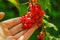 Red currant in a female hand in the rays of the sun in a summer garden.Picking currant.summer berries. currant harvest