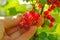 Red currant in a female hand in the rays of the sun in a summer garden.Picking currant.summer berries.Red currant