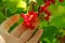 Red currant in a female hand in a summer garden.Picking currant.summer berries.Red currant harvest.summer berries in the