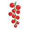 Red currant fresh juicy berry icon, vector illustration