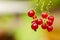 Red currant fruit on the bush. Harvest of ripe fluffy red currant.