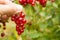 Red currant fruit on the bush. Harvest of ripe fluffy red currant.