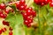 Red currant fruit on the bush. Harvest of ripe fluffy red currant. Red fruits on a green background.