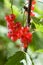 Red currant fruit and green leaves