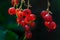 Red Currant fruit on the shrub