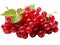 Red Currant Fruit on white background