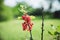 Red currant on green branc