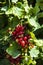 Red currant grows on a bush in garden. Ripe red currant close-up as background