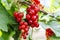 Red currant grows on a bush in garden. Ripe red currant close-up as background. Harvest the ripe berries of red currant. Bunch of