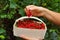 Red currant harvest. Wooden basket filled with fruit