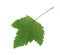 Red currant leaf