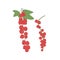 Red currant with leaf growing on branch. Fresh ripe berry cluster and leaves. Garden redcurrant. Colored flat vector