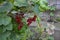 Red currant, ordinary. Small deciduous shrub family Grossulariaceae
